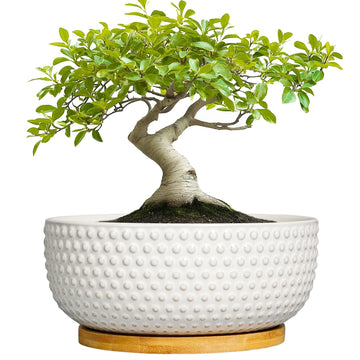Succulent Pots 8 Inch - Ceramic Bonsai Planters for Indoor Plants, Plant Pot with Drainage Hole and Saucer, Shallow