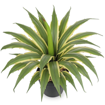 Large Artificial Agave Plants 16.9" Tall Fake Agave Plant in Black Pot with Real Stone Pebbles Faux Succulent Aloe