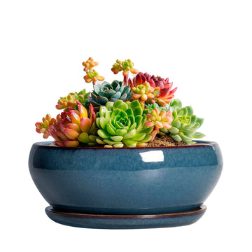Succulent Pots - 6 Inch Ceramic Bonsai Pots, Shallow Planter with Drainage Hole and Saucer, Modern Round Planter for