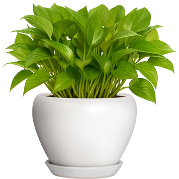 6 Inch Plant Pot - Ceramic Planter with Drainage Hole and Trays, Modern Round Flower Pot, Planters for Indoor Outdoor