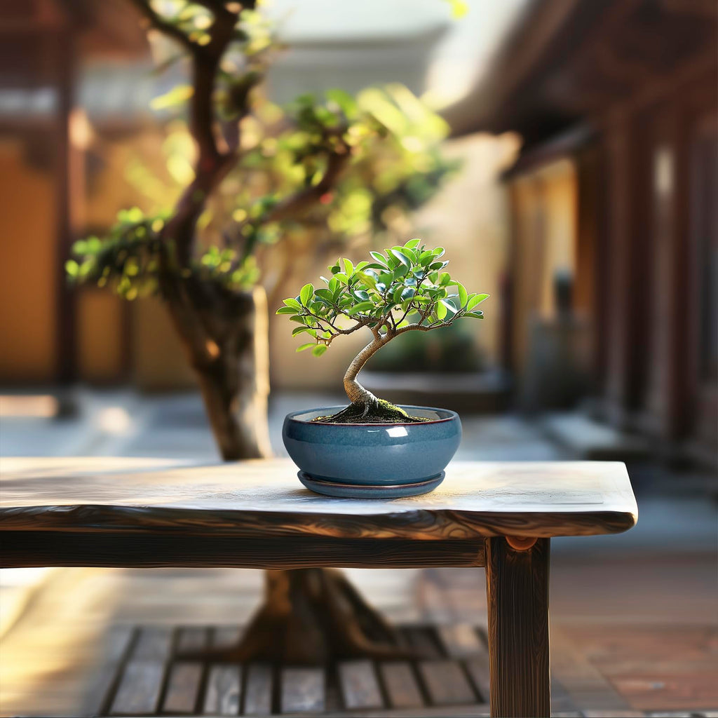 Succulent Pots - 6 Inch Ceramic Bonsai Pots, Shallow Planter with Drainage Hole and Saucer, Modern Round Planter for