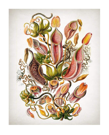Flower Nepenthaceae Botanical by Ernst Haeckel 16x20 Unframed Print, Vintage Illustration of Nepenthes Pitcher