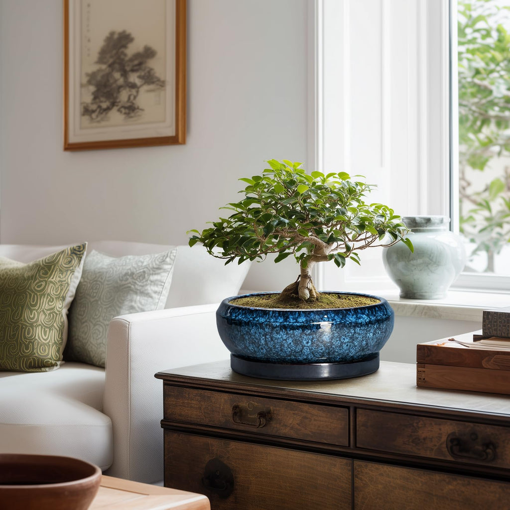 Bonsai Tree Pots 10 Inch - Ceramic Succulent Pot with Drainage Hole and Saucer, Bonsai Pots for Indoor Outdoor, Round