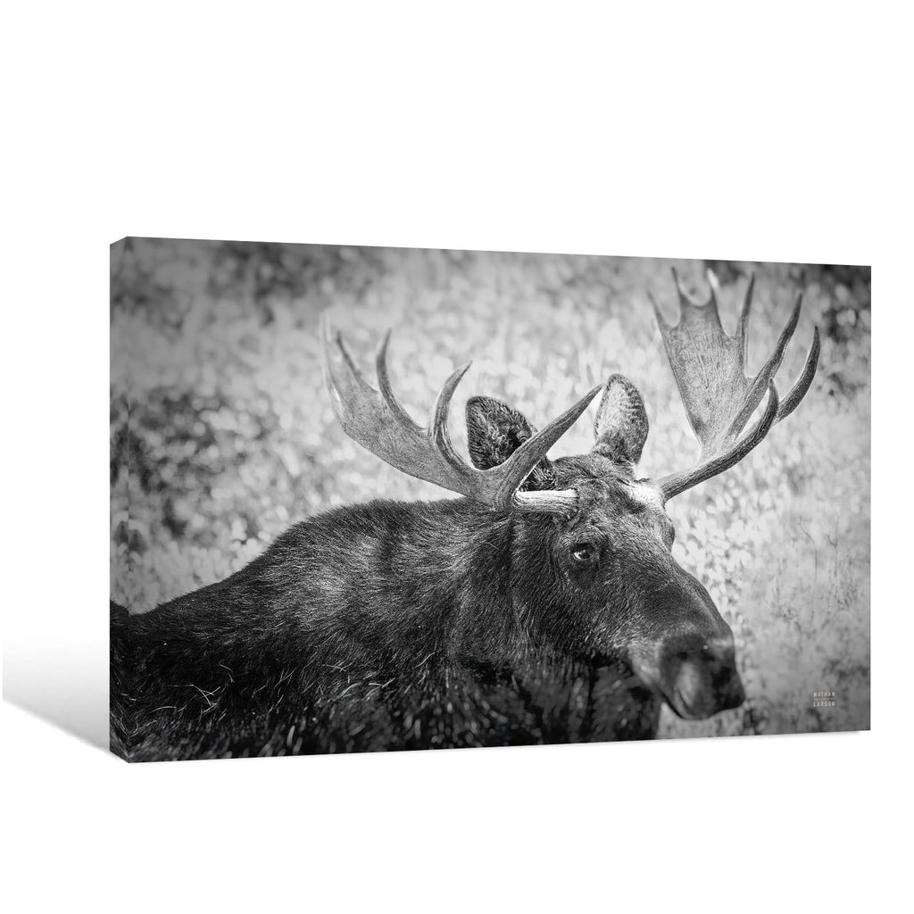 Black and White Moose Wall Art Large Wildlife Canvas Print Rustic Cabin Lodge Decor Giclee Moose Picture Bedroom