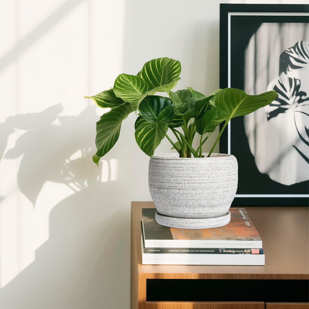 Ceramic Planters for Indoor Plants - 6 Inch Plant Pot with Drainage Hole and Saucer, Small Ceramic Flower Pot, Round