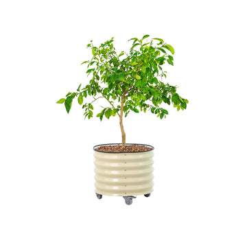 Rolling Metal Citrus Tree Planter Pot, 24′′ Round Planter Box for Porch Patio & Backyard, 30 Gallon Large Planter Pot