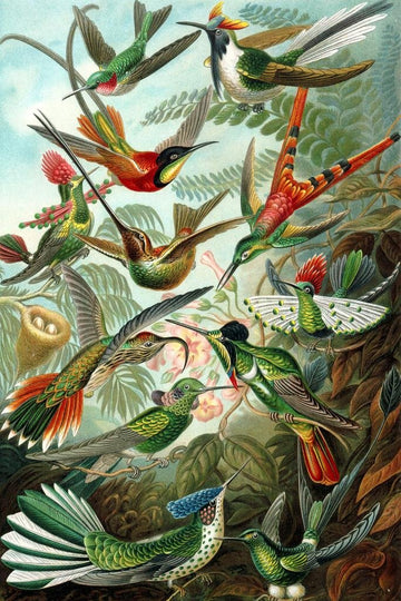 Laminated Trochilidae Variety Hummingbirds Ernst Haeckel Bird Pictures Wall Decor Beautiful Art Wall Decor Feather