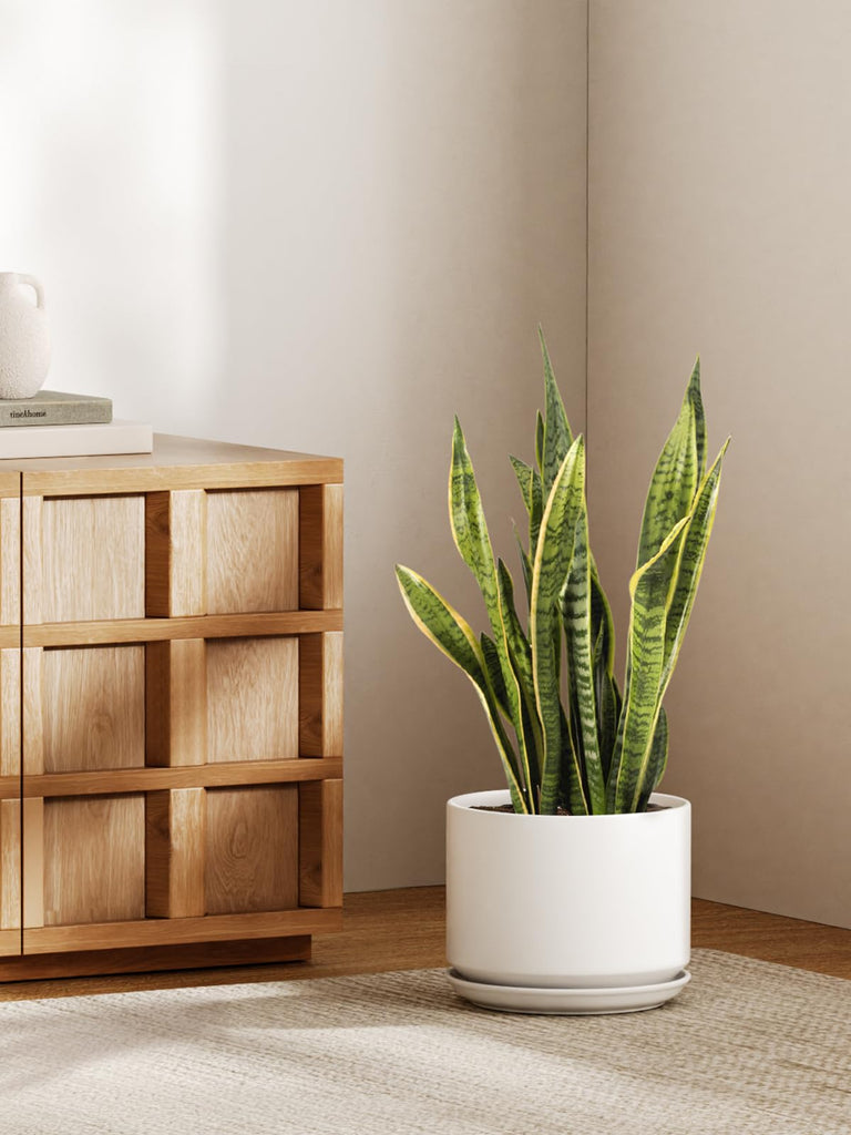 10 Inch Plant Pot, Ceramic Pots for Plants, White