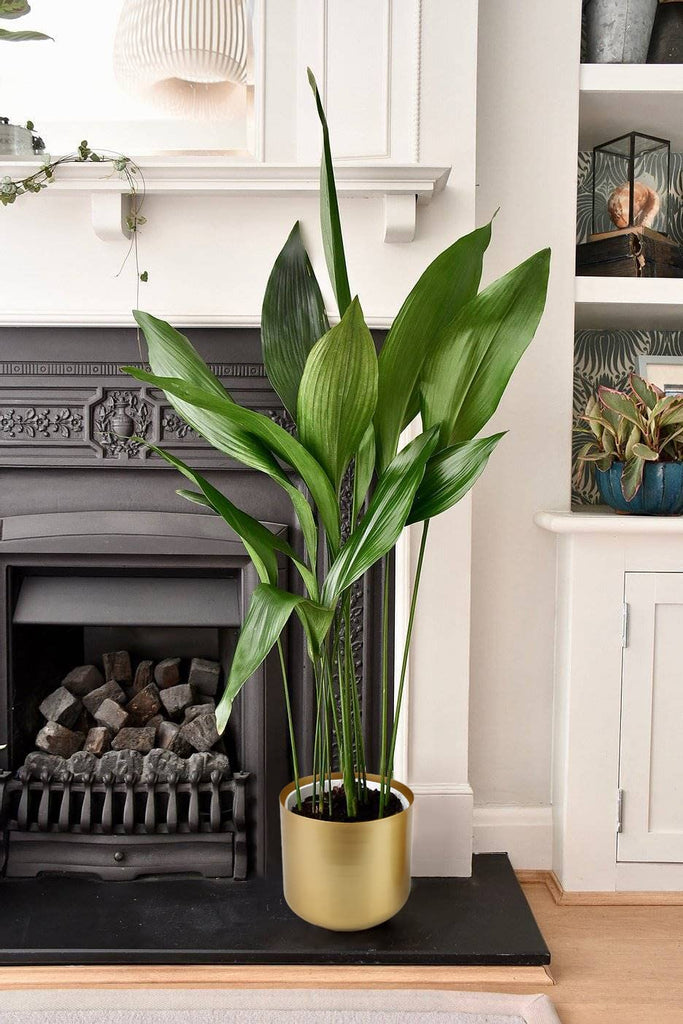 Large Gold Planters Metal Aloe Brass-Tone Plant Pots Indoor Decorative Flower Pots with Drain Holes(8+7.1Inch)