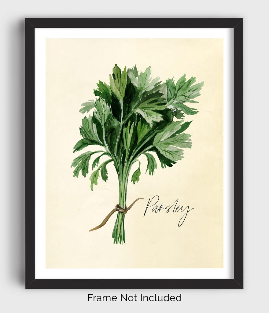 Kitchen Herbs Wall Art Prints - Set of 6-8x10 UNFRAMED Botanical Watercolor Illustrations of Basil, Parsley, Chives