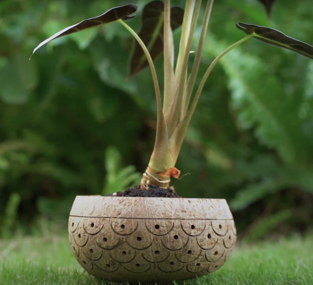 Hand-Carved Dragon Scales Coconut Shell Succulent Planter - Eco-Friendly, Sustainable Natural Pot for Indoor Plants
