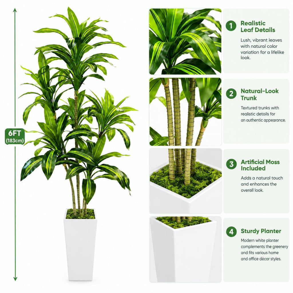 Dracaena Tree with White Tall Planter, 6FT