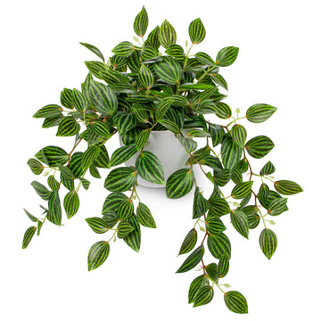 Artificial Potted Plant Indoor, 17.7" Faux Watermelon Peperomia Trailing Plant in White Plastic Pot Realistic Fake