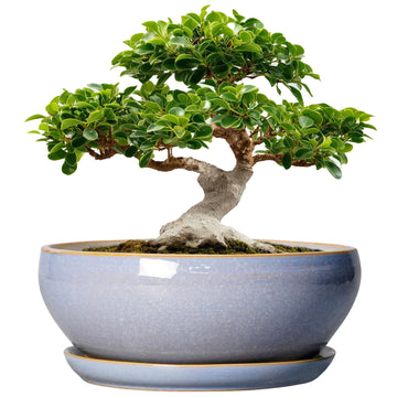 12 Inch Bonsai Pots - Shallow Ceramic Planter for Indoor Plants Outdoor, Large Succulent Pots with Drainage Hole and
