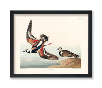Master Vintage James Audubon Poster - Retro Turnstone Print - Birds of America Art - Gift for Men, Women & Animal