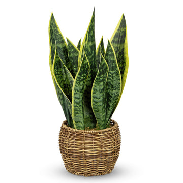 Artificial Snake Plant in Woven Basket 17" Faux Sansevieria Trifasciata Plants Large Fake Snake Plants Potted Room