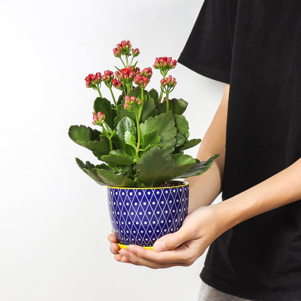 Ceramic Plant Pots, 4.6 Inch Flower Pots for Indoor Plants, Succulent Pots with Drainage Hole & Saucer, Succulent