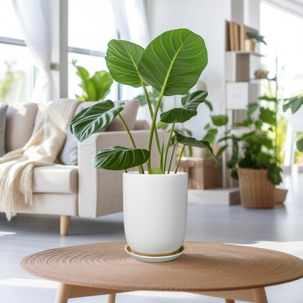 Plant Pot 8 Inch - Ceramic Planter for Indoor Plants Outdoor, Large Plant Pot with Drainage Hole and Saucer, Modern