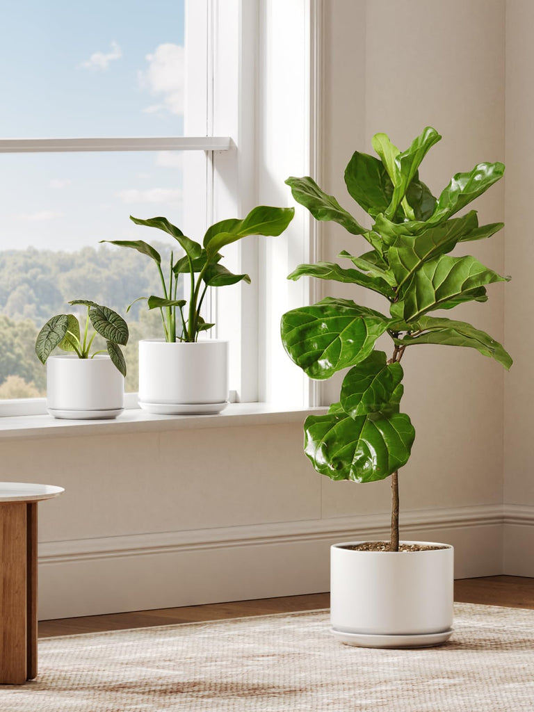 10 Inch Plant Pot, Ceramic Pots for Plants, White