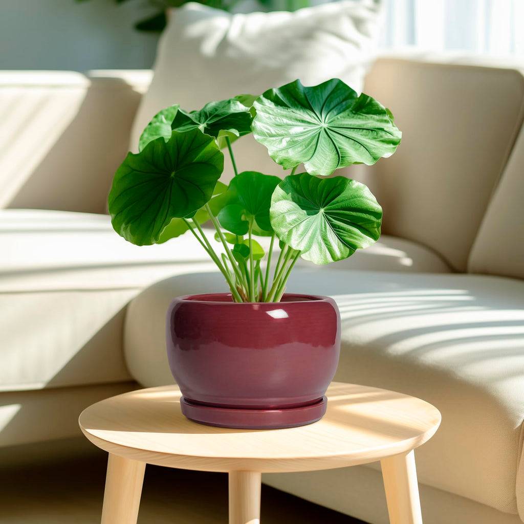 Ceramic Planter - 8 Inch Plant Pot with Drainage Hole and Saucer, Round Planter for Indoor Outdoor Plants, Modern