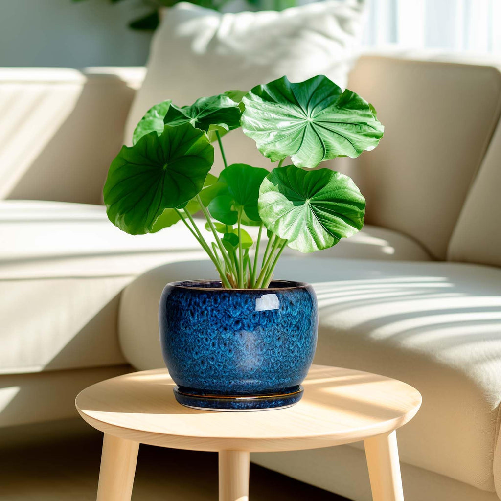 Ceramic Planter 8 Inch - Pot for Indoor Outdoor Plants Round Ceramic Plant Pot with Drainage Hole and Saucer Modern