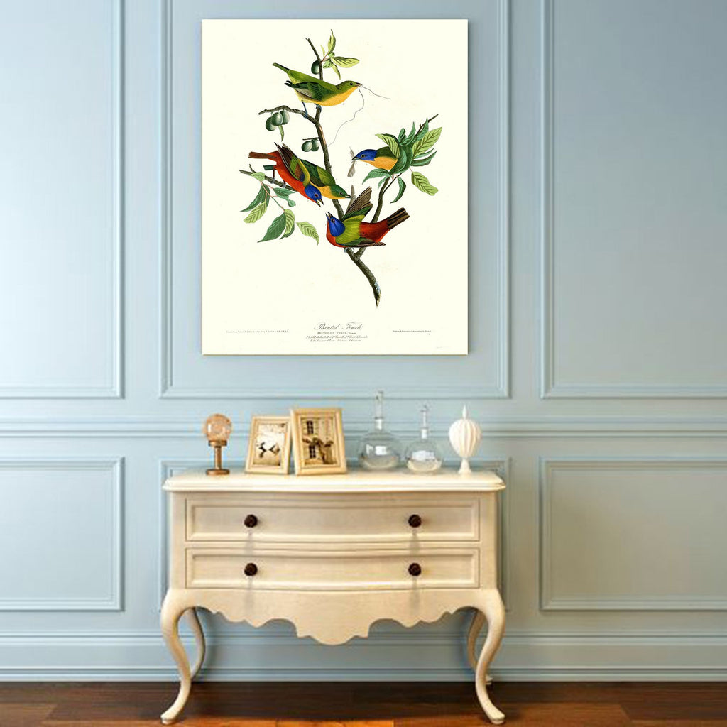 ART - Painted Finch, by John James Audubon. The Birds of America Reproductions. Giclee Print Acrylic Coating on