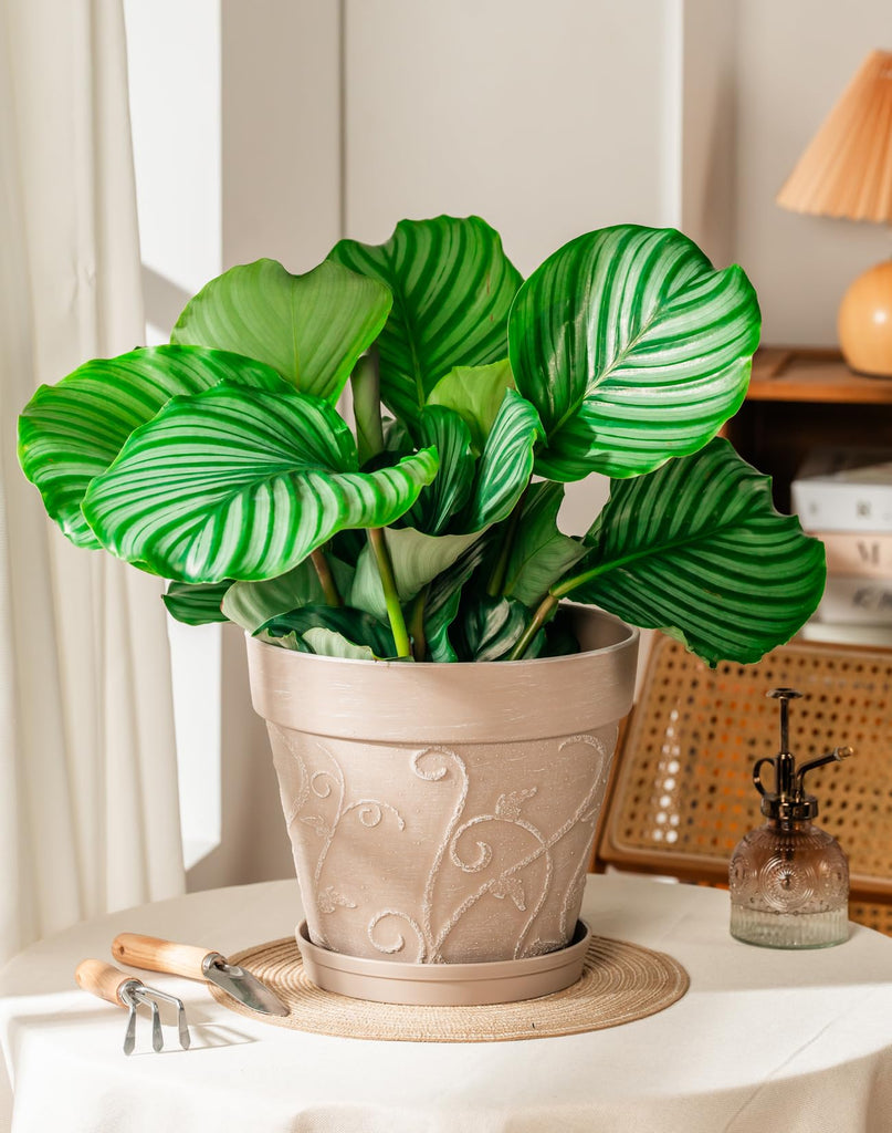 Plant Pots Indoor with Drainage & Saucer, 2Pack 10 inch Flower Pots Outdoor Planters for Indoor Plants Garden Home
