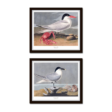 Bird Wall Art Audubon Seabirds Prints No. 6, 8X10 SET OF 2, Unframed
