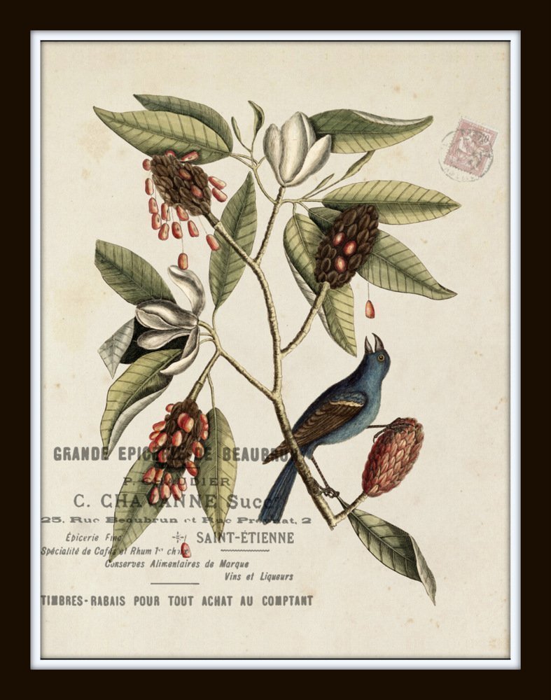 Vintage Bird and Botanical Print Set No. 2 - Set of 6 Giclee Fine Art Prints - Unframed - Nature Decor, Vintage
