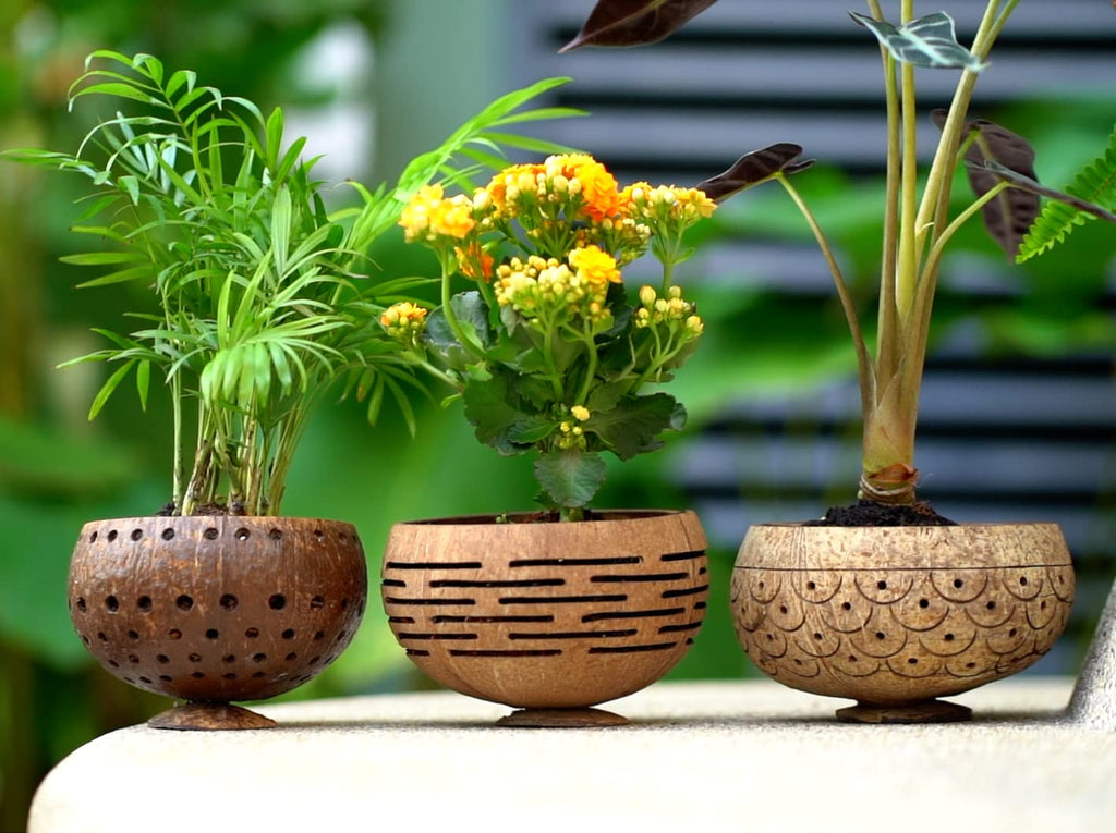 Hand-Carved Dragon Scales Coconut Shell Succulent Planter - Eco-Friendly, Sustainable Natural Pot for Indoor Plants