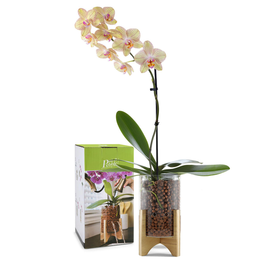 C6 Glass Propagation Vase, Wood Base - LECA Orchid Planter