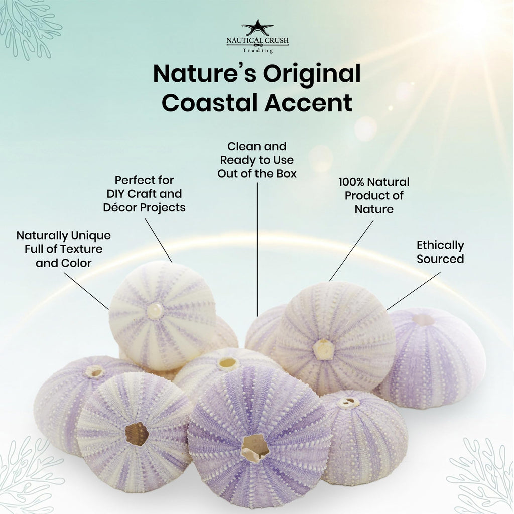 Sea Urchins Shells for Air Plants - 10 Purple (1.5-2.5") Sea Urchin Shells - Hanging Air Plant Holder - Air Plants
