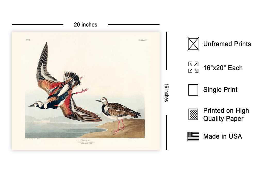 Master Vintage James Audubon Poster - Retro Turnstone Print - Birds of America Art - Gift for Men, Women & Animal