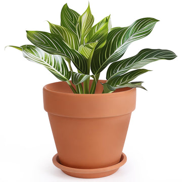 Terracotta Pot with Saucer - 10 Inch Ceramic Clay Pot for Plants with Drainage Hole, Large Terra Cotta Flower Planter