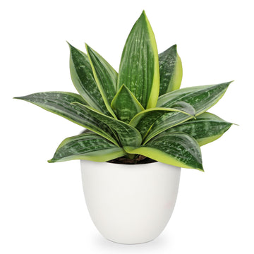 Artificial Snake Plants 9" Faux Agave Succulent Plant Potted in White Pot Fake Sansevieria Aloe Tropical Plant for