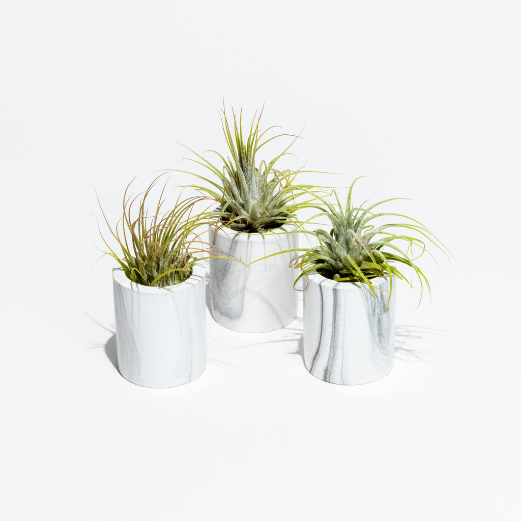 Air Plant Decor Air Plant Holder, 3 Ceramic Tabletop Modern Planter, 1 Solid Red Cedar Holder Made in The USA, Plus 6