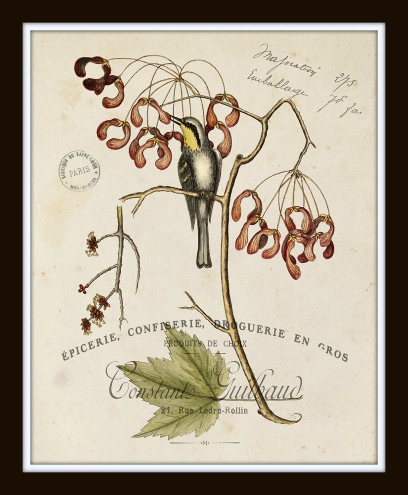 Vintage Bird and Botanical Print Set No. 2 - Set of 6 Giclee Fine Art Prints - Unframed - Nature Decor, Vintage