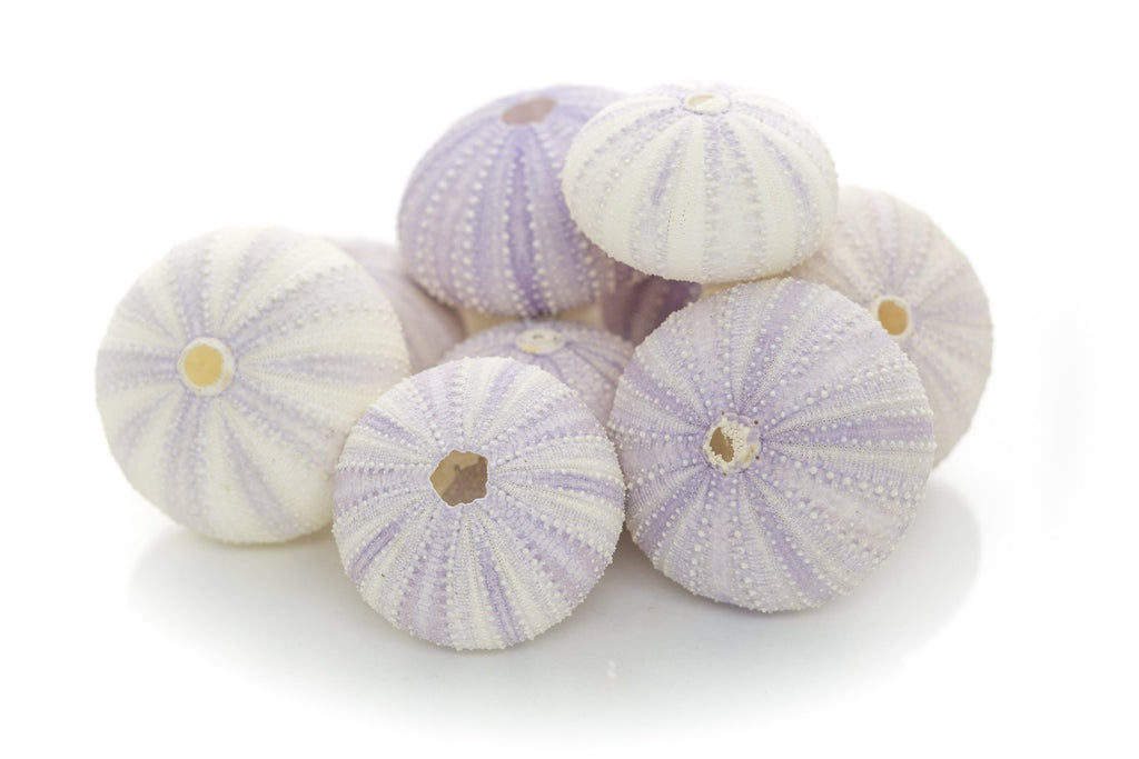 Sea Urchins Shells for Air Plants - 10 Purple (1.5-2.5") Sea Urchin Shells - Hanging Air Plant Holder - Air Plants