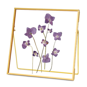 Double Glass Frame for Pressed Flowers, Square, Gold, 8x8 Inches