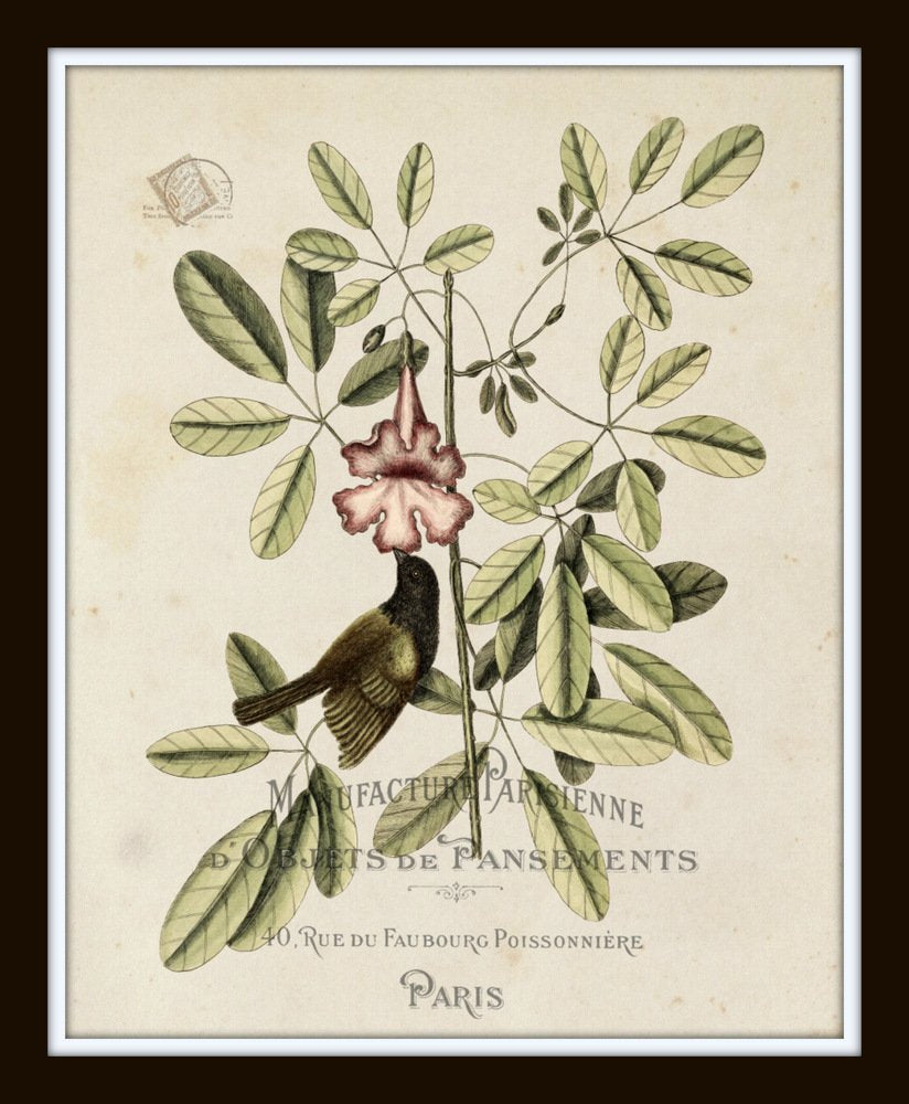 Vintage Bird and Botanical Print Set No. 2 - Set of 6 Giclee Fine Art Prints - Unframed - Nature Decor, Vintage