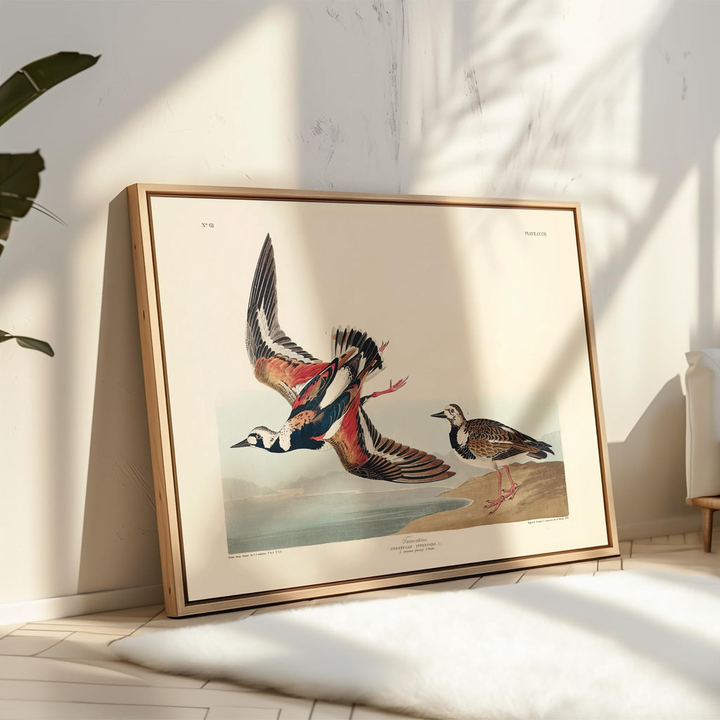 Master Vintage James Audubon Poster - Retro Turnstone Print - Birds of America Art - Gift for Men, Women & Animal