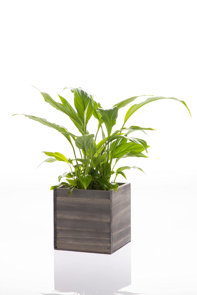 Wooden Planter Box, Rustic Barn Wood with Plastic Liner l Garden Decor l Restaurant and Wedding Decorations l Wedding