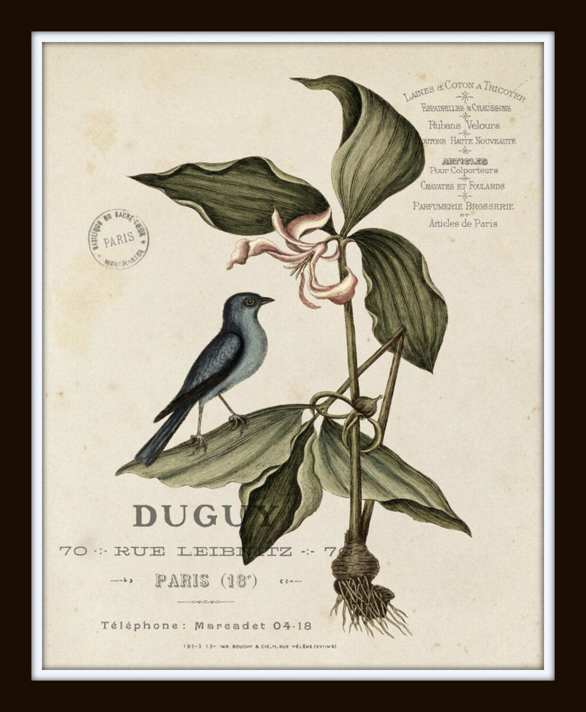 Vintage Bird and Botanical Print Set No. 2 - Set of 6 Giclee Fine Art Prints - Unframed - Nature Decor, Vintage