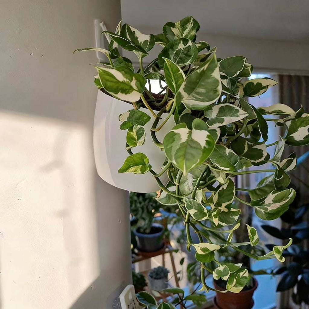 6 Pack Hanging Planter Wall Planter Self Watering 5 inch Plant Pot with Hardware Vertical Planter Outdoor Indoor