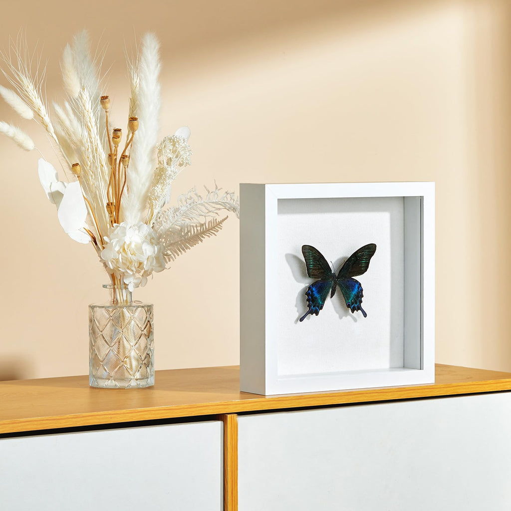 Travel Adventure Archive Shadow Box Frame with Slot, 12x12in White