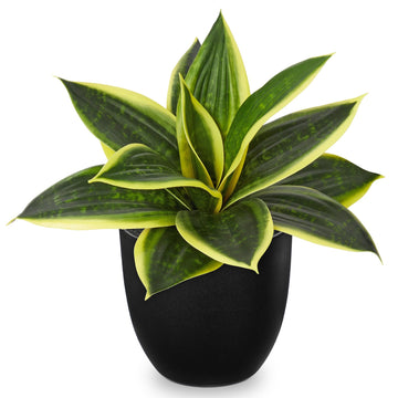 Artificial Snake Plants 9" Faux Agave Succulent Plant Potted in Black Pot Fake Sansevieria Aloe Tropical Plant for