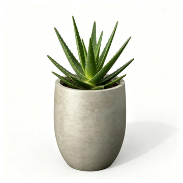 11.8" Tall Round Concrete Planter, Modern Curved Design Plant Pot