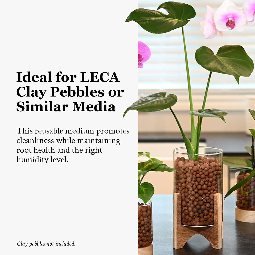 C6 Glass Propagation Vase, Wood Base - LECA Orchid Planter