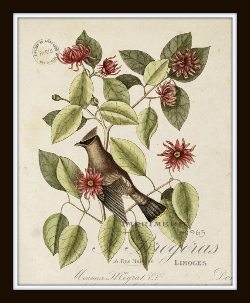 Vintage Bird and Botanical Print Set No. 2 - Set of 6 Giclee Fine Art Prints - Unframed - Nature Decor, Vintage
