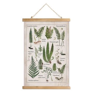 Botanical Fern Varieties Poster - Vintage Illustrated Guide with Wooden Frame - Educational Plant Wall Art, or
